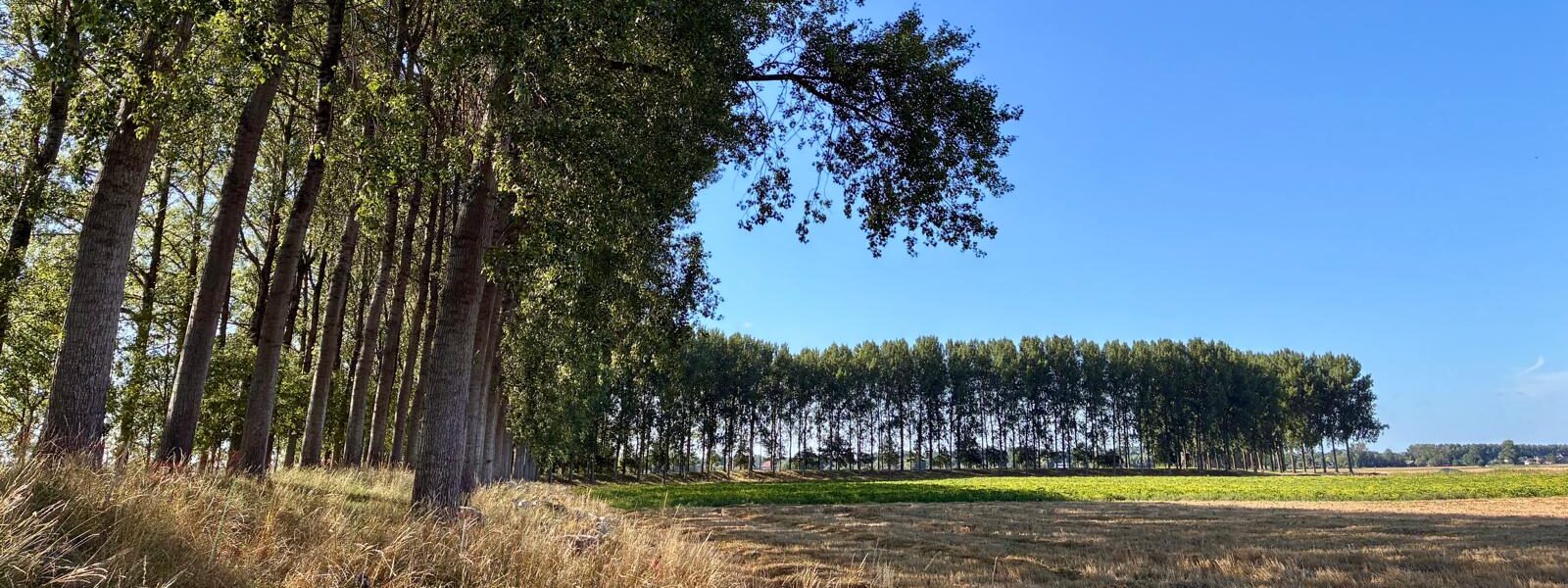 Groenendijk zomer